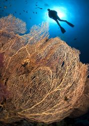 Contrasti:Nikon D100, 10,5 lens, two strobo,. Sharm El sh... by Marchione Giacomo 